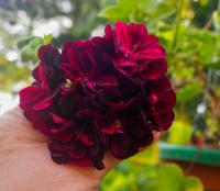 Pelargonium peltatum (Pelargonie štítnatá 'Tommy')