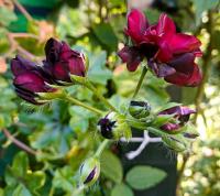 Pelargonium peltatum (Pelargonie štítnatá 'Tommy')