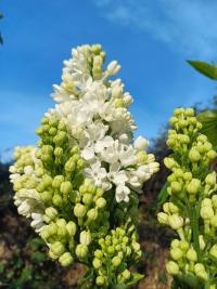 Syringa vulgaris (Šeřík obecný 'Miss Ellen Willmott')
