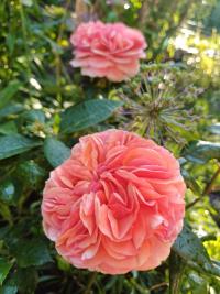 Rosa (Růže 'Chippendale')