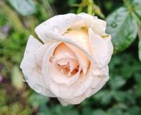 Rosa (Růže 'Penny Lany' - Pnoucí růže)