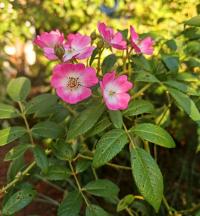 Rosa (Růže 'Bienenweide Bicolor')