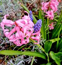 Hyacinthus orientalis (Hyacint východní 'Pink Pearl')