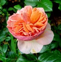 Rosa (Růže 'Chippendale')