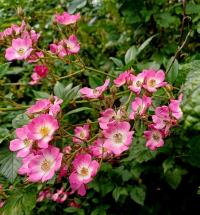 Rosa (Růže 'Mozart' - Sadové růže)