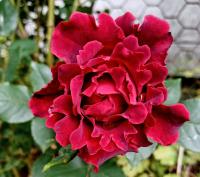 Rosa (Růže 'Don Juan' - Pnoucí růže)