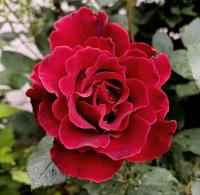 Rosa (Růže 'Don Juan' - Pnoucí růže)