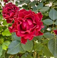 Rosa (Růže 'Don Juan' - Pnoucí růže)