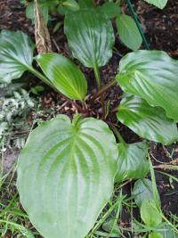 Hosta (Bohyška)