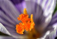 Crocus vernus (Šafrán jarní)