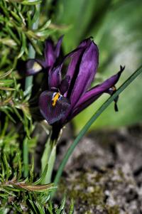 Iris reticulata (Kosatec síťkovaný)