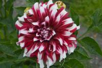 Dahlia (Jiřinka)
