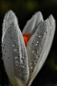 Crocus vernus (Šafrán jarní 'Jeanne d' Arc')