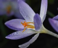 Crocus vernus (Šafrán jarní 'Vanguard')