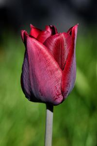 Tulipa (Tulipán 'Ronaldo' - Triumph tulipány)