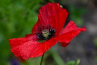Papaver rhoeas (Mák vlčí)