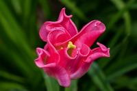 Tulipa (Tulipán 'Crown of Dynasty' - Triumph tulipány)