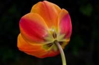 Tulipa (Tulipán 'Oxford Wonder' - Darwin hybridy)