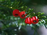 Taxus baccata (Tis červený)