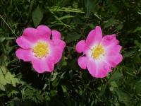 Rosa (Růže)
