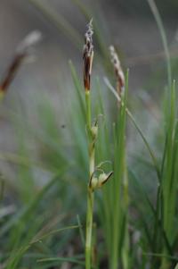 Carex humilis (Ostřice nízká)