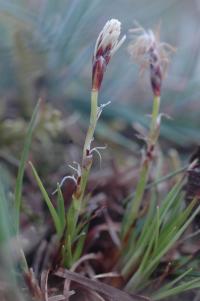 Carex humilis (Ostřice nízká)