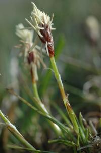 Carex humilis (Ostřice nízká)