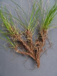 Carex humilis (Ostřice nízká)