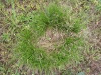 Carex humilis (Ostřice nízká)