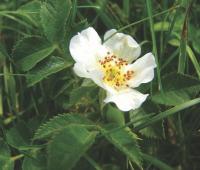 Rosa agrestis var albiflora (Růže polní bělokvětá)