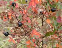 Rosa spinosissima (Růže bedrníkolistá)