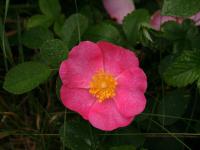 Rosa gallica (Růže galská)