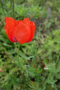 Papaver rhoeas var strigosum (Mák vlčí hřebílkatý)