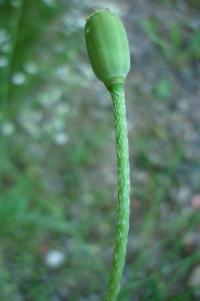 Papaver rhoeas var strigosum (Mák vlčí hřebílkatý)