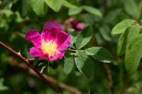 Rosa majalis (Zimt-Rose)