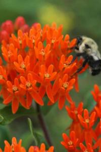 Asclepias tuberosa (Klejicha hlíznatá)