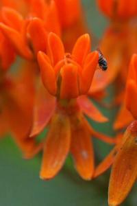Asclepias tuberosa (Klejicha hlíznatá)