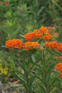 Asclepias tuberosa (Klejicha hlíznatá)