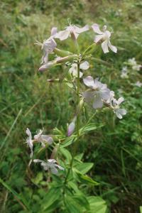 Saponaria officinalis (Mydlice lékařská)