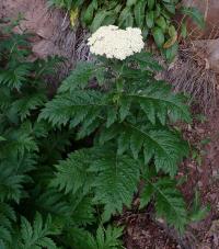 Achillea grandifolia (Řebříček velkolistý)