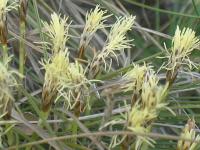 Carex humilis (Ostřice nízká)