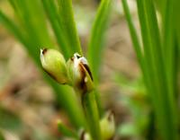 Carex humilis (Ostřice nízká)