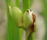 Carex humilis (Ostřice nízká)