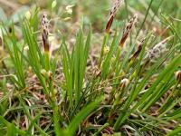 Carex humilis (Ostřice nízká)