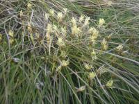 Carex humilis (Ostřice nízká)