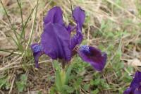 Iris pumila (Kosatec nízký)