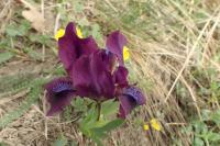 Iris pumila (Kosatec nízký)