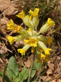 Primula veris (Prvosenka jarní)