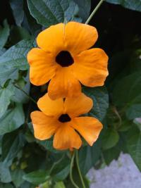 Thunbergia alata (Thunbergie křídlatá)