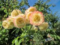 Rosa (Růže 'Athena' - Velkokvěté růže)